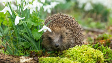 The UK's 2019 'State of Nature' report revealed that most UK species have declined since the 1970s, with 15% now facing extinction 